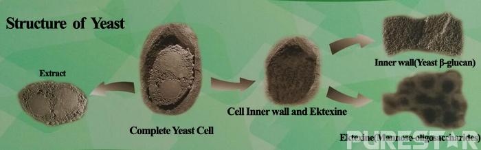 structure of yeast cell