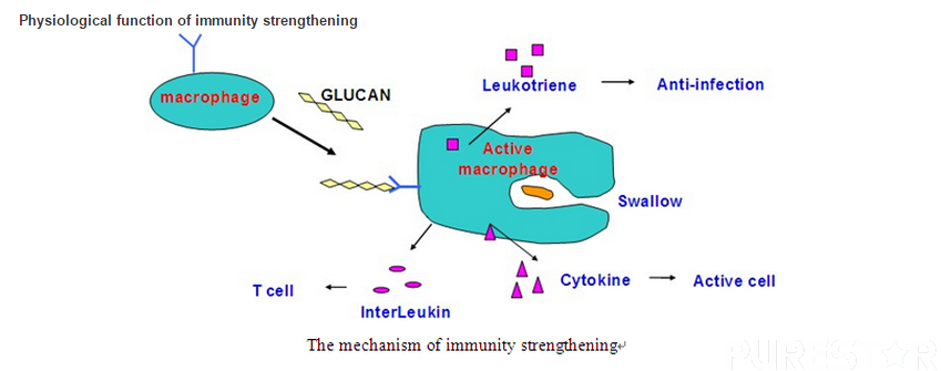 How yeast beta glucan enhance the immunity