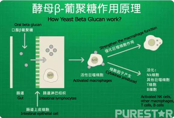 yeast beta glucan manufacturer
