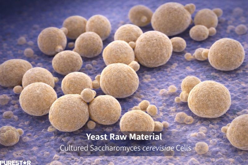 Saccharomyces cerevisiae yeast cells under microscope showing natural yeast raw material used for producing yeast peptides through fermentation and enzymatic hydrolysis.